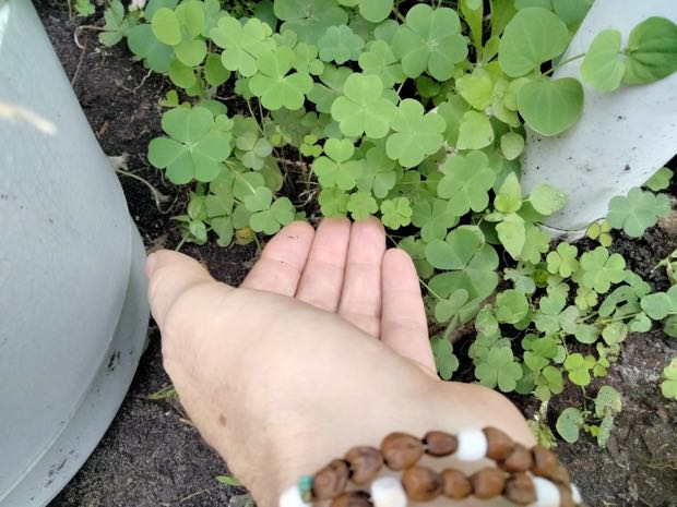 Garden treasures