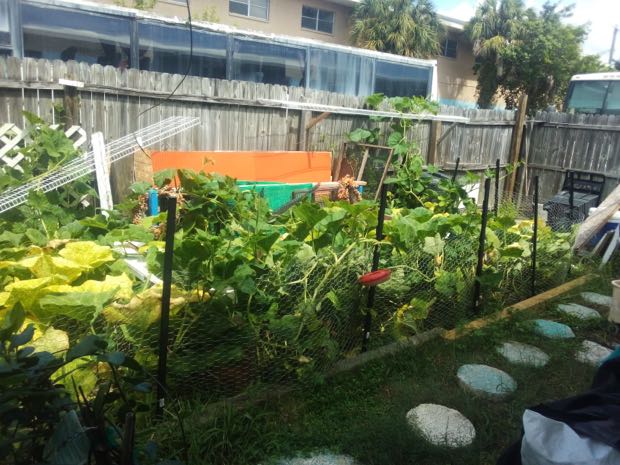 Urban organic gardening